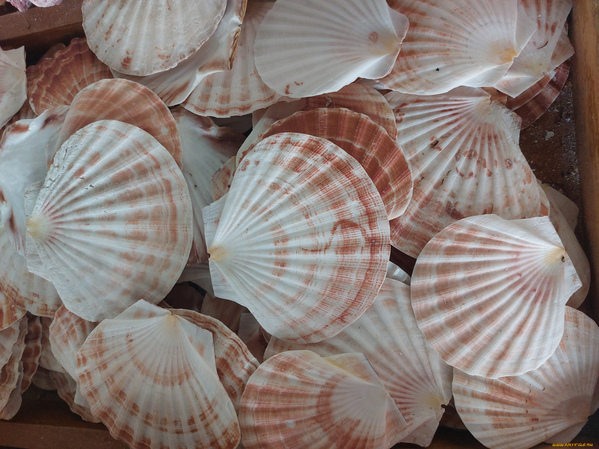 scallop shells, , ,  ,    spa-, scallop, shells